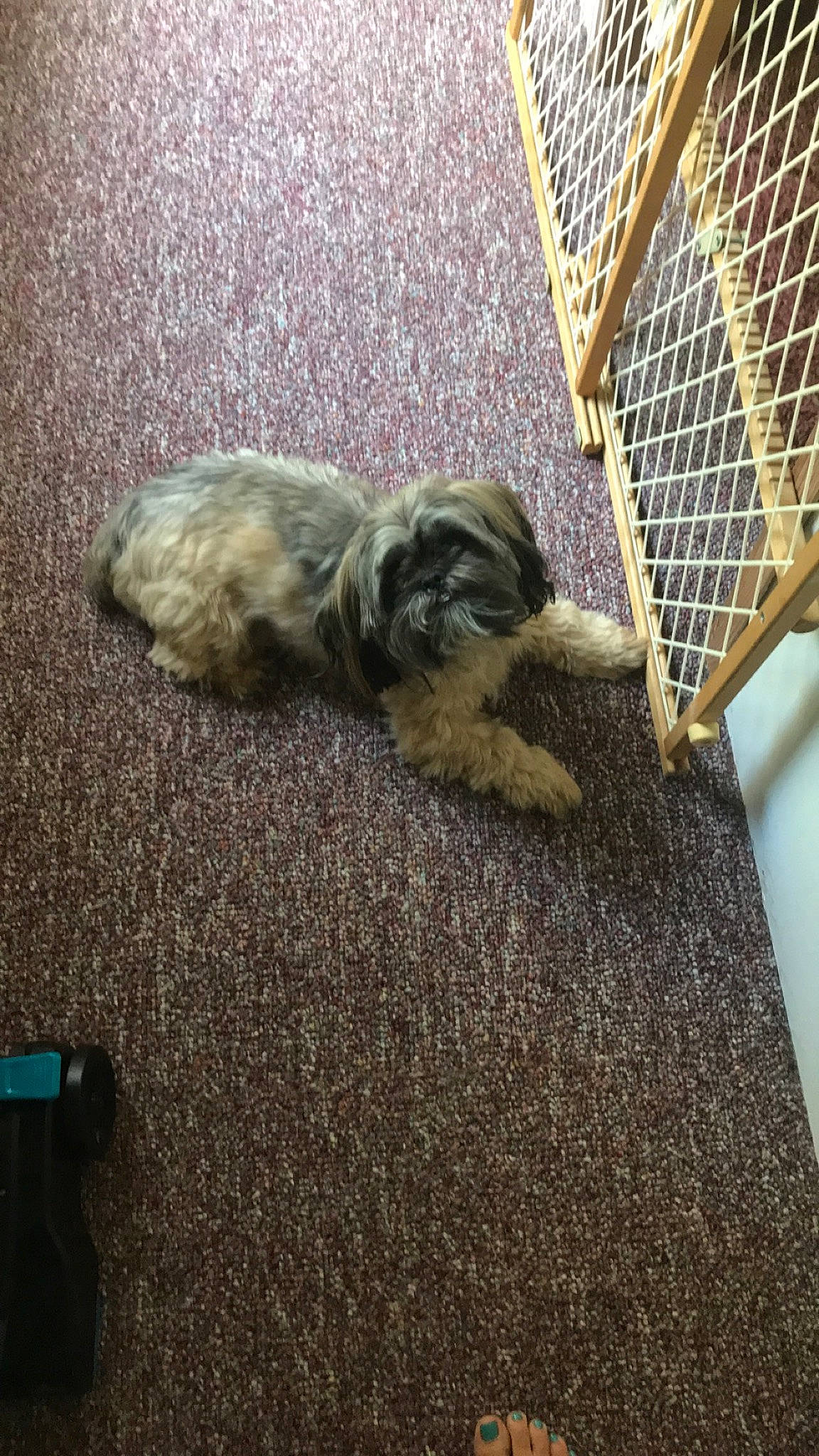 Cooper is registered to the contest to win money with this photo: animal_shelter, asphalt, cage, carnivore, comfort, companion_dog, dog_breed, domestic_short_haired_cat, fawn, felidae, flooring, fur, grey, mesh, pet_supply, small_to_medium_sized_cats, snout, tail, whiskers, wood