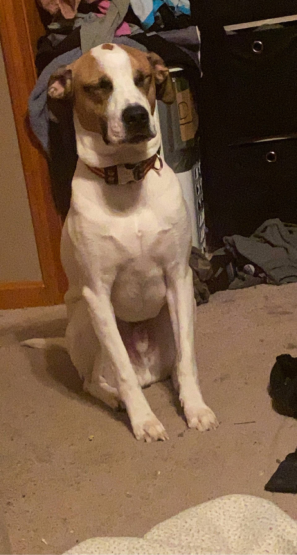 Sammy is registered to the contest to win money with this photo: ancient_dog_breeds, art, canidae, carnivore, collar, companion_dog, dog, dog_breed, dog_collar, fawn, giant_dog_breed, hunting_dog, non_sporting_group, pet_supply, snout, sporting_group, terrestrial_animal, whiskers, working_animal, working_dog