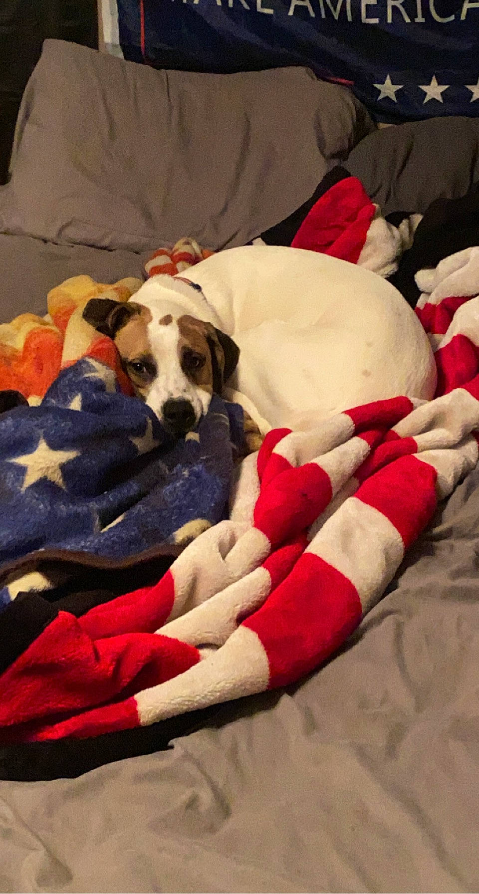 Sammy joined the competition — help win amazing prizes! bedding, canidae, carmine, carnivore, comfort, companion_dog, couch, dog, dog_breed, dog_supply, fawn, fur, linens, nap, non_sporting_group, pattern, pet_supply, room, sporting_group, working_animal