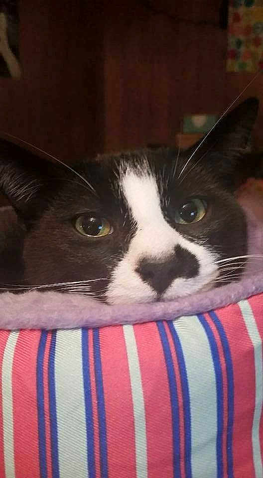 Mr Mustachio