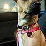 Gracie Lou joined the competition — help win amazing prizes!
