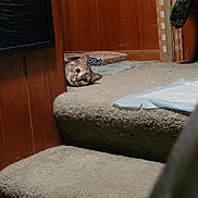 Purrsie joined the competition — help win amazing prizes! cat, carpet, wood_paneling, stairs, indoor, pet, animal, curious, peeking, home, cozy, floor, step, feline, resting, wide_eyes, wall, texture, quiet, corner