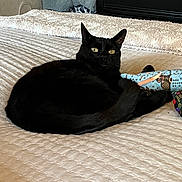 Poe joined the competition — help win amazing prizes! black_cat, cat, pet, bed, blanket, furniture, indoor, resting, animal, cozy, golden_eyes, fur, domestic_cat, cute, sleeping_area, home, relaxing, quiet, soft_texture, comfortable
