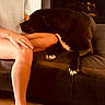Juju joined the competition — help win amazing prizes! dog, black_dog, white_markings, pet, sleeping, lying_down, couch, leather_couch, person, legs, hand, lap, indoor, living_room, relaxed, nap, paw, floppy_ears, warm_lighting, portrait