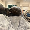 dog, person, sleeping, cuddling, blanket, fleece, cozy, indoors, living_room, couch, chair, pillow, home, relaxation, nap, brown_dog, pet, warm_lighting, portrait, comfort