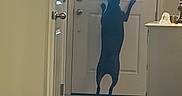 Juju is registered to the contest to win money with this photo: dog, canine, standing, hind_legs, front_door, indoors, home, entryway, window, backlit, silhouette, floor, hardwood, interior, lamp, cabinet, door_handle, alert, funny, photography