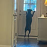 dog, canine, standing, hind_legs, front_door, indoors, home, entryway, window, backlit, silhouette, floor, hardwood, interior, lamp, cabinet, door_handle, alert, funny, photography