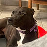 Juju is registered to the contest to win money with this photo: dog, pit_bull, black_dog, white_chest, collar, purple_collar, pet, indoor, home, tile_floor, chair, red_toy, sitting, lying_down, side_eye, portrait, close_up, short_hair, animal, companion