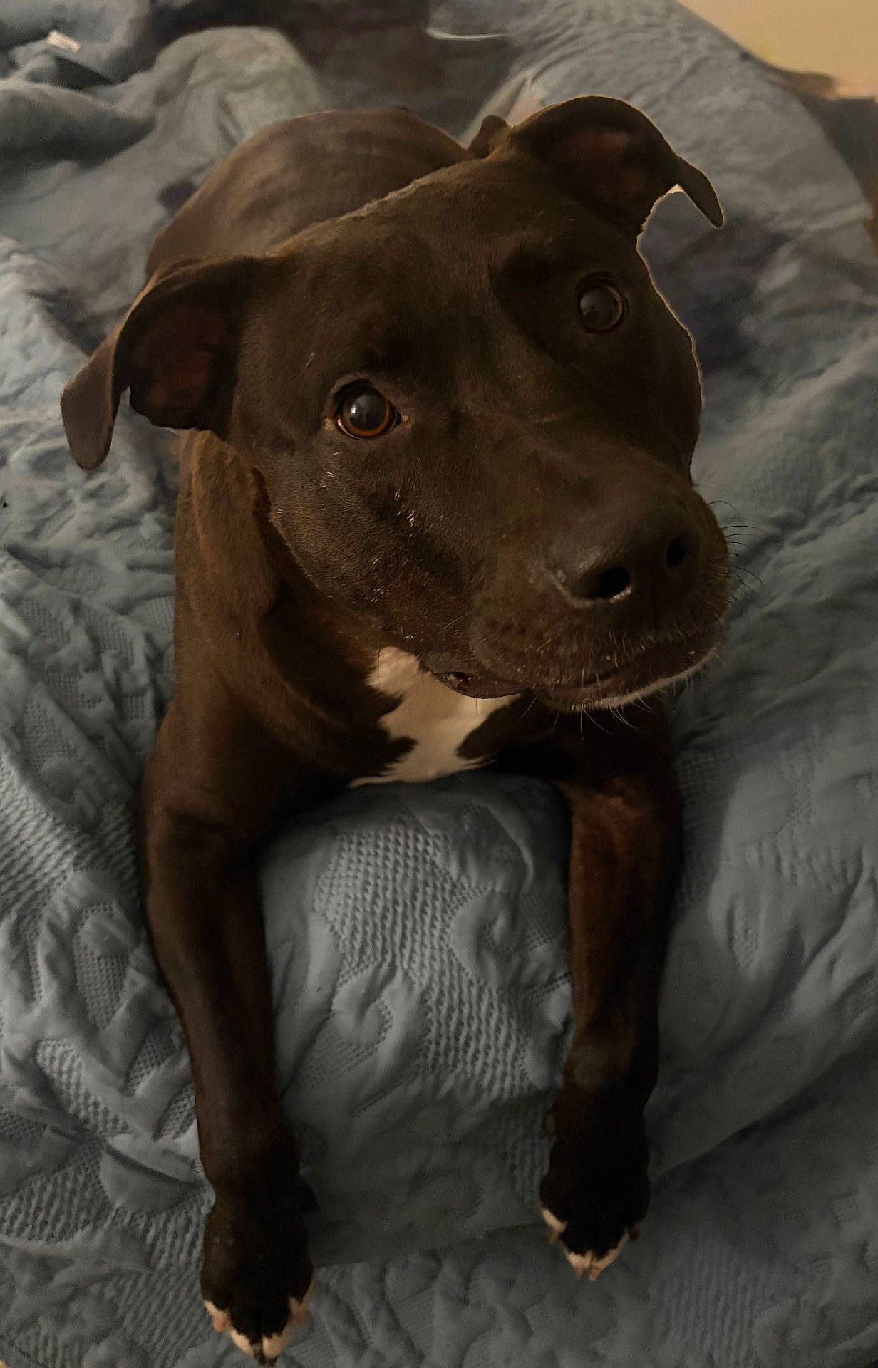 Juju
