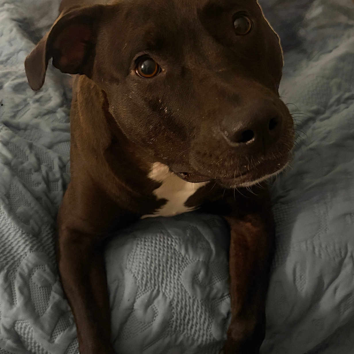 Juju