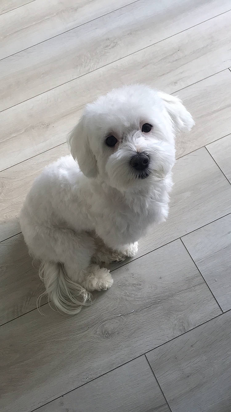 Tessy a rejoint le concours — aidez-le/la à gagner de superbes lots ! canidae, carnivore, companion_dog, dog, dog_breed, flooring, labradoodle, mal_shi, maltepoo, non_sporting_group, poodle_crossbreed, puppy, small_terrier, snout, sporting_group, terrier, tile_flooring, toy_dog, water_dog, working_animal