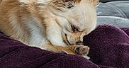 Wrap participe au concours pour gagner de l'argent avec cette photo : blanket, couch, cozy, cute, dog, ear, fur, furry, home, indoor, living_room, nose, paw, plant, pot, purple, relaxing, resting, sleeping, small_dog