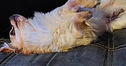 Wrap participe au concours pour gagner de l'argent avec cette photo : animal, black_background, blue_fabric, canine, closeup, comfort, couch, cozy, dog, domestic_animal, fluffy, fur, indoor, lying_down, paws, pet, relaxed, resting, side_view, stitching