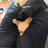 Wrap a rejoint le concours — aidez-le/la à gagner de superbes lots ! animal, black_cat, companionship, cozy, cuddling, cute, domestic, friendship, furry, home, indoor, lap, legs, pants, pet, relaxation, resting, sleeping, small_dog, warm