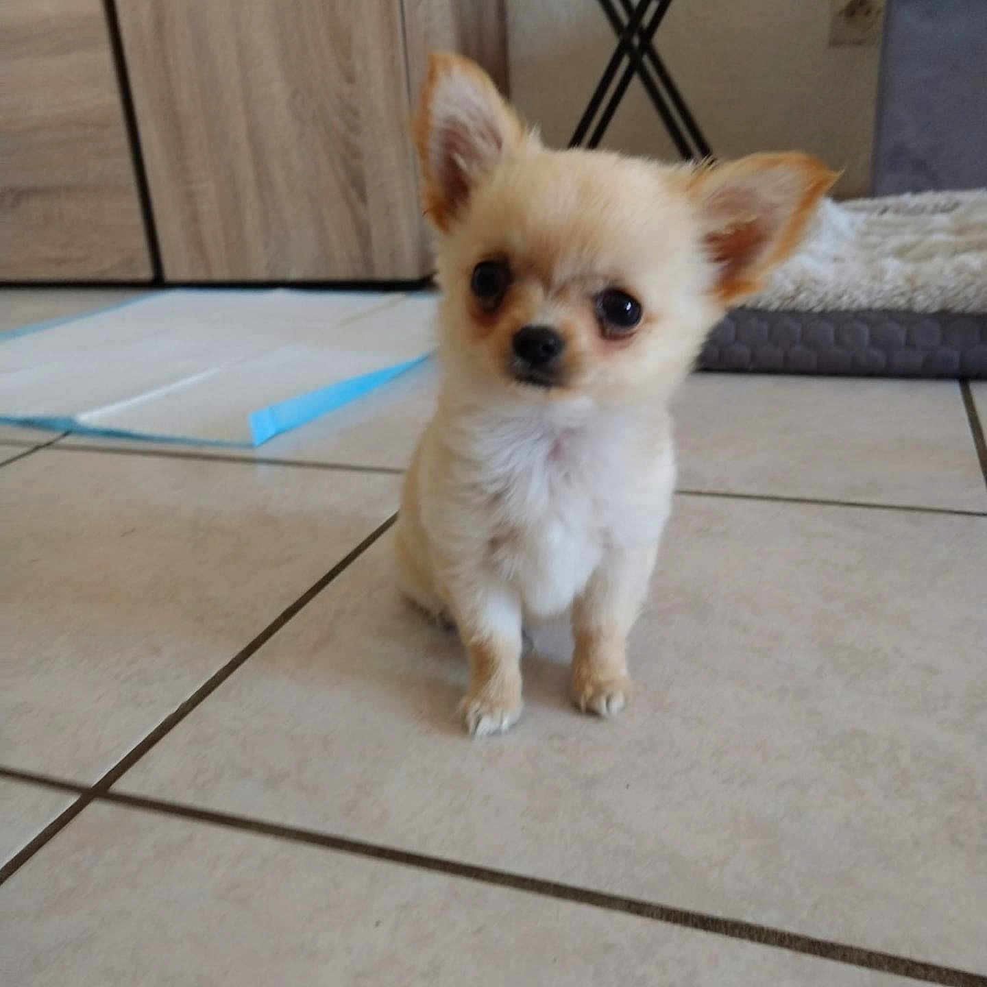 Wrap a rejoint le concours — aidez-le/la à gagner de superbes lots ! adorable, animal, black_nose, brown_eyes, cabinet, cream_fur, cushion, cute, dog, fluffy, home, indoors, large_ears, pet, photography, portrait, puppy, sitting, small_dog, tile_floor
