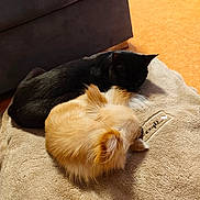 Wrap participe au concours pour gagner de l'argent avec cette photo : animal_bond, animal_companions, black_cat, close_together, cozy, cute, domestic_animals, floor, fluffy, furniture, home_environment, indoor, light_brown_dog, nap_time, pet_bed, relaxing, resting, sleeping, soft_texture, warm_lighting