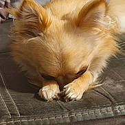 Wrap participe au concours pour gagner de l'argent avec cette photo : dog, puppy, fluffy, resting, sleeping, paws, ears, golden_fur, leather_couch, indoor, pet, cute, cozy, relaxed, animal, canine, fur, closeup, home, napping