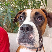 Tika participe au concours pour gagner de l'argent avec cette photo : animal, black, boxer, brown, canine, close_up, collar, dog, ears, expression, fur, greenery, leaves, nose, outdoor, pet, portrait, wall, whiskers, white