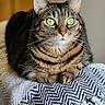 cat, tabby_cat, pet, animal, green_eyes, whiskers, striped_fur, brown_fur, sitting, indoors, blanket, cozy, portrait, close_up, front_view, alert, calm, couch, home, photography