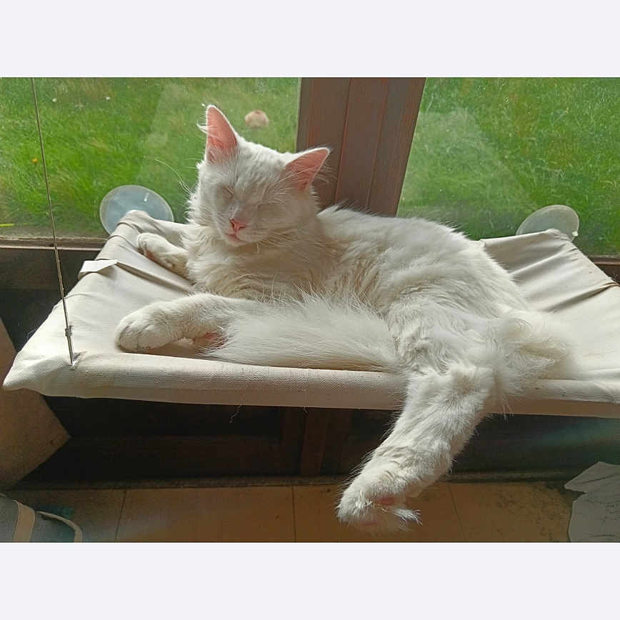 Olaf participe au concours pour gagner de l'argent avec cette photo : abyssinian, angora, animal, baby, cat, computer, cushion, electronics, furniture, grass, homedecor, kitten, manx, page, person, pet, plant, sleeping, table, text