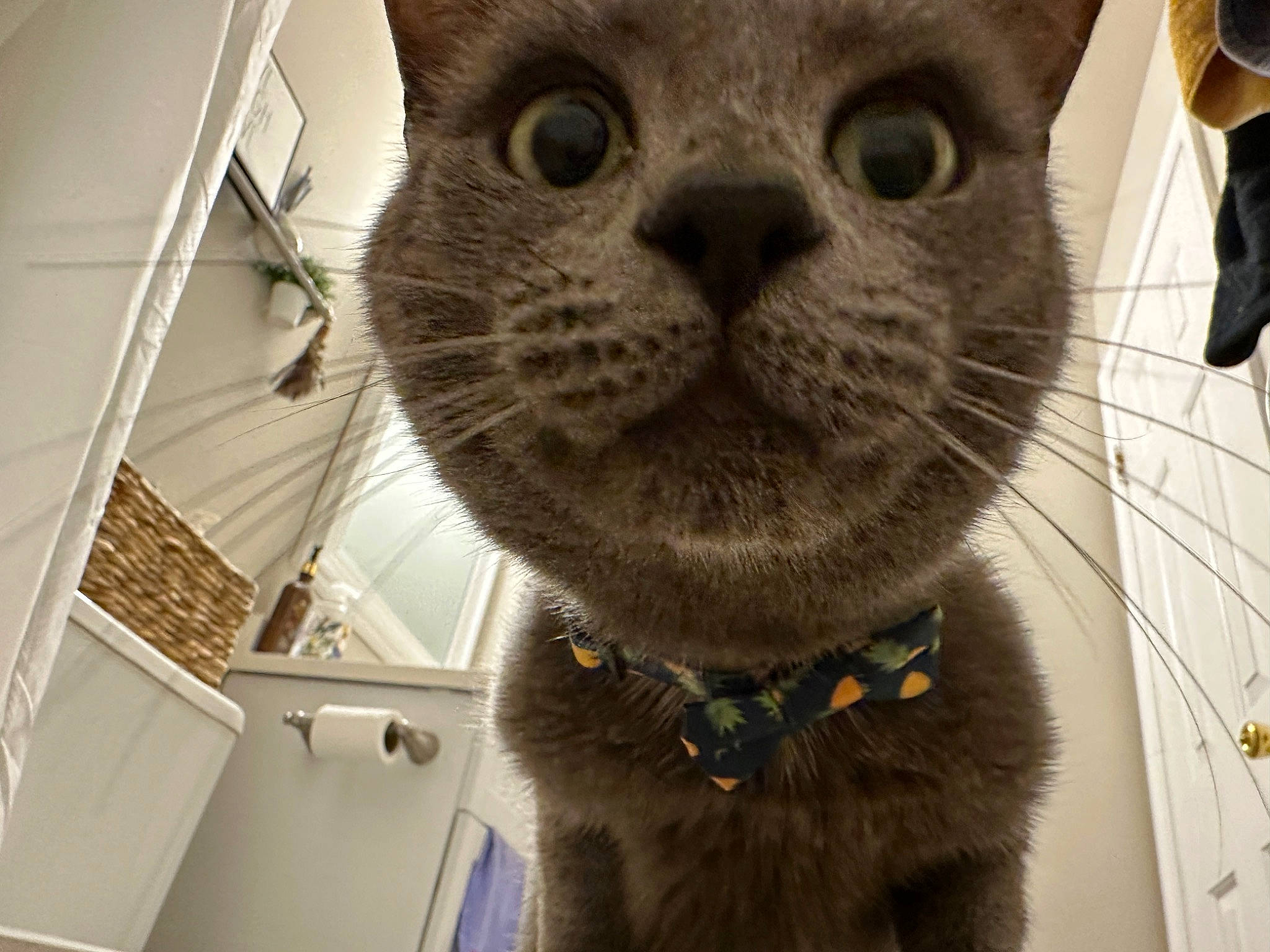 Miso is registered to the contest to win money with this photo: carnivore, cat, chartreux, collar, domestic_short_haired_cat, fawn, felidae, fur, pet_supply, small_to_medium_sized_cats, snout, tail, terrestrial_animal, whiskers, window