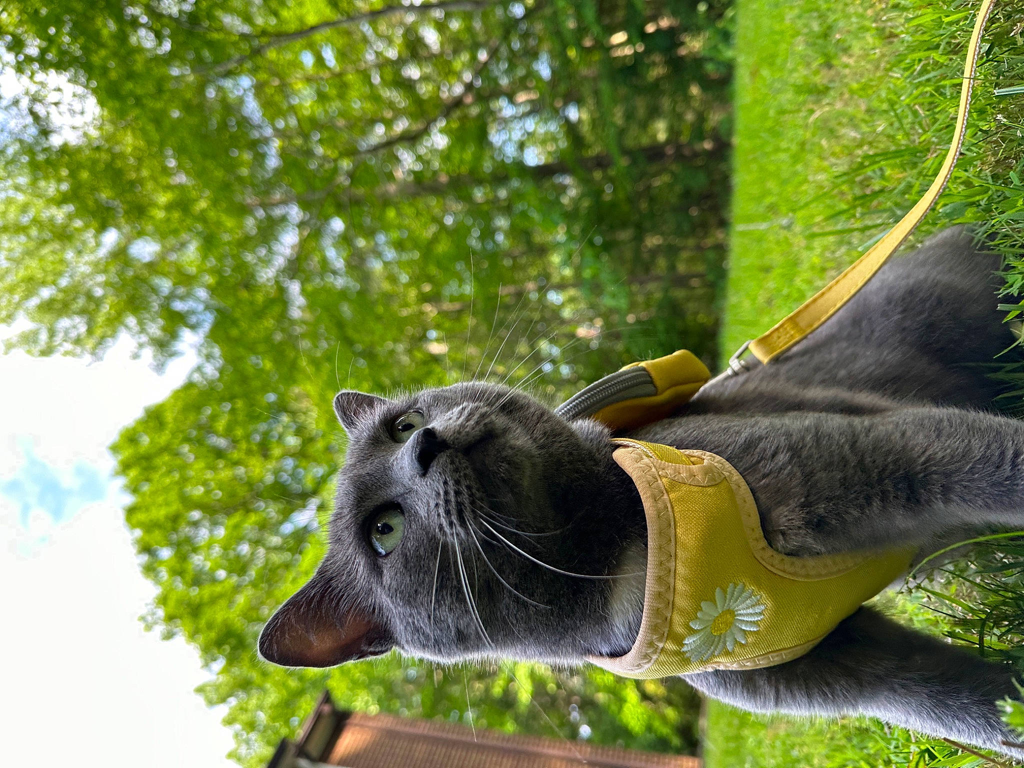 Miso is registered to the contest to win money with this photo: art, domestic_short_haired_cat, fawn, felidae, foot, garden, grass, lawn_ornament, leisure, pack_animal, plant, small_to_medium_sized_cats, snout, tail, terrestrial_animal, terrestrial_plant, tree, trunk, whiskers, working_animal
