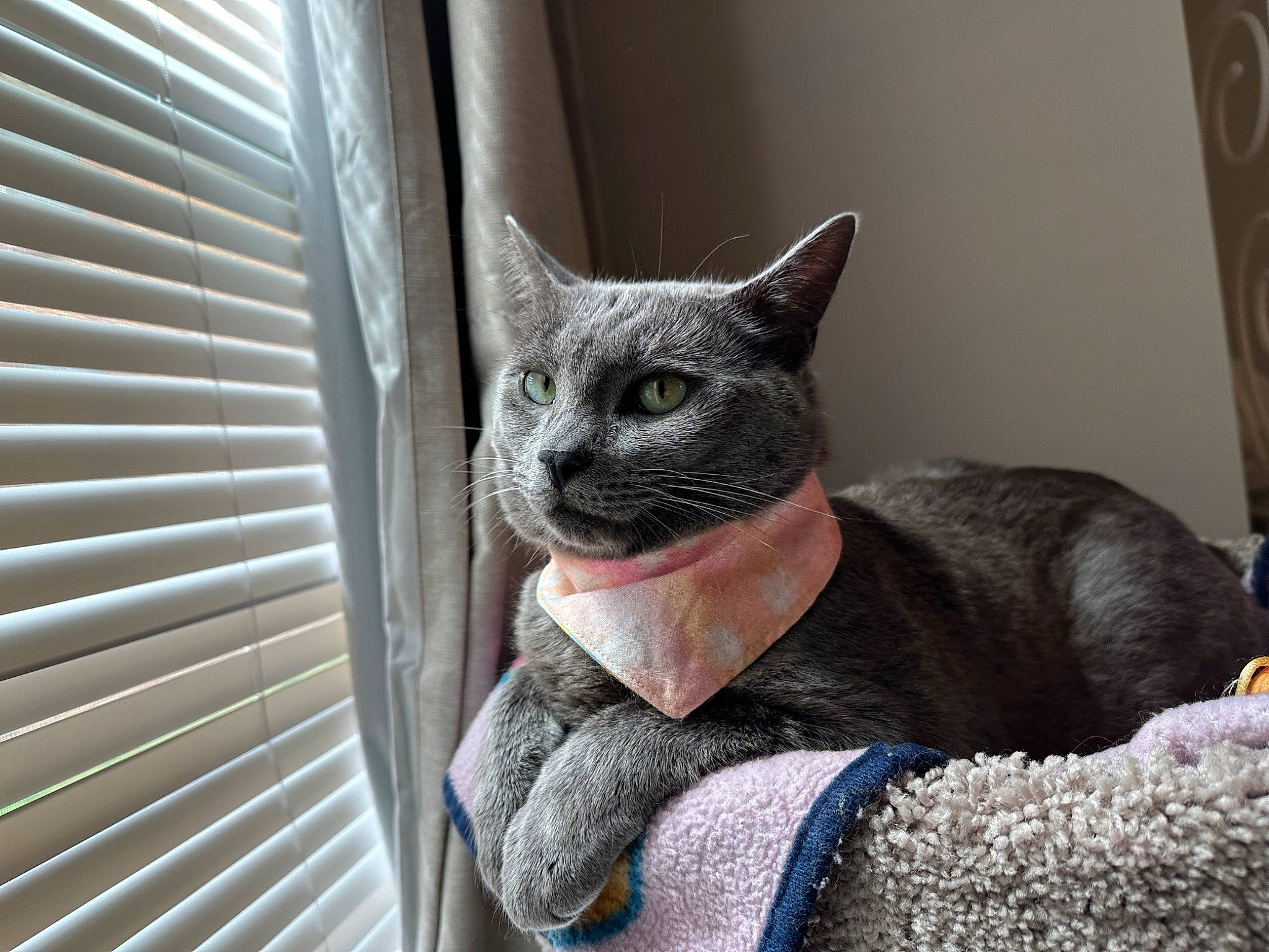 Miso is registered to the contest to win money with this photo: art, carnivore, cat, cat_supply, comfort, creative_arts, domestic_short_haired_cat, felidae, fur, grey, pattern, russian_blue, small_to_medium_sized_cats, snout, whiskers, window, window_blind, window_covering, wood