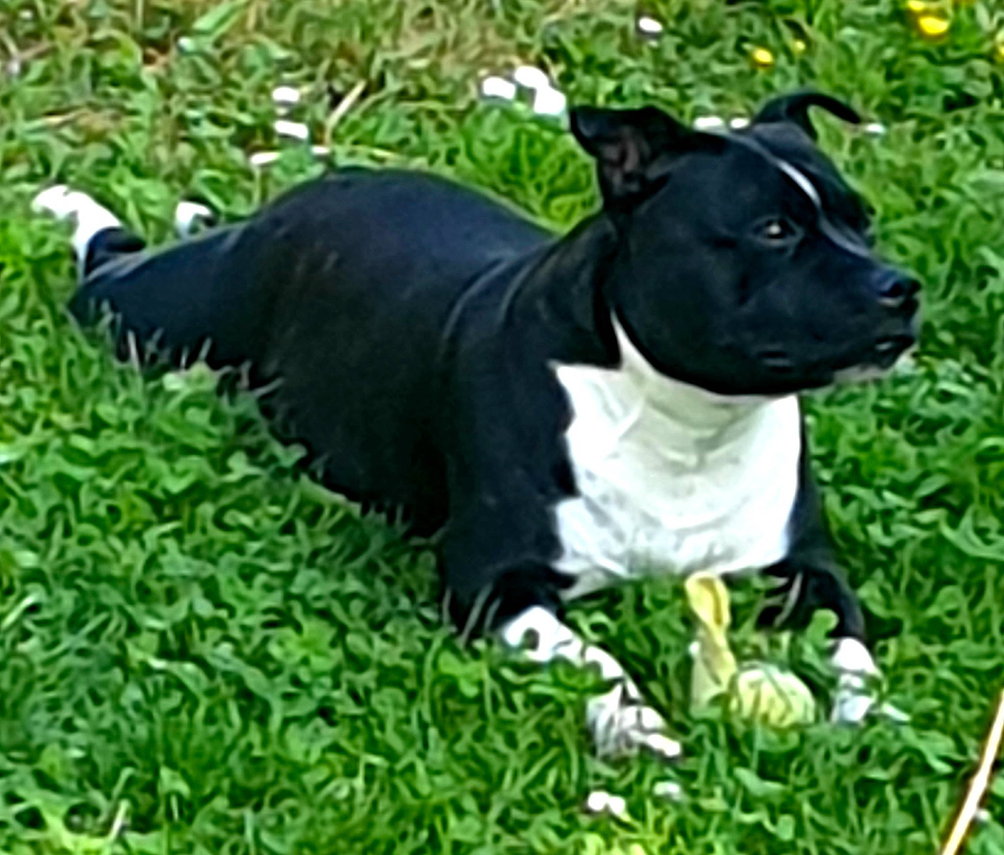 Nyska participe au concours pour gagner de l'argent avec cette photo : american_pit_bull_terrier, american_staffordshire_terrier, boston_terrier, canidae, carnivore, companion_dog, dog, dog_breed, grass, mammal, non_sporting_group, plant, snout, sporting_group, staffordshire_bull_terrier, terrier, vertebrate