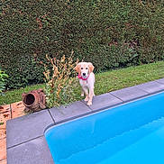 Baya participe au concours pour gagner de l'argent avec cette photo : animal, backyard, clay_pot, curious, daytime, dog, garden, golden_retriever, grass, greenery, hedge, nature, outdoor, pet, plant, pool, puppy, sidewalk, water, young_dog