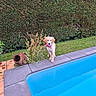 animal, backyard, clay_pot, curious, daytime, dog, garden, golden_retriever, grass, greenery, hedge, nature, outdoor, pet, plant, pool, puppy, sidewalk, water, young_dog