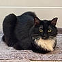 cat, black_cat, white_fur, green_eyes, loaf_position, indoor, rug, floor_tiles, whiskers, pet, feline, fur, animal, cute, domestic, resting, calm, closeup, mammal, ears