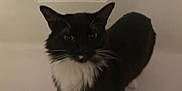 Princess joined the competition — help win amazing prizes! cat, black_and_white, animal, pet, tuxedo_cat, whiskers, fur, indoor, bathtub, curious, standing, closeup, mammal, feline, portrait, ears, face, domestic_cat, looking
