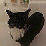 cat, black_and_white, animal, pet, tuxedo_cat, whiskers, fur, indoor, bathtub, curious, standing, closeup, mammal, feline, portrait, ears, face, domestic_cat, looking
