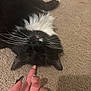 cat, tuxedo_cat, black_and_white, whiskers, carpet, indoor, pet, animal, lying_down, upside_down, nose_touch, human_hand, fingernails, nail_art, cozy, domestic, affection, close_up, soft_fur, relaxed