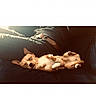 Uzi a rejoint le concours — aidez-le/la à gagner de superbes lots ! dog, puppy, sleeping, couch, indoor, relaxed, pet, brown, white, fur, resting, human, clothing, belt, casual, home, comfort, animal, companion, cozy