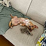 dog, couch, blanket, plush_toy, pillow, indoor, wood_floor, relaxed, pet, small_dog, beige, brown_dog, looking_at_camera, upside_down, fur, cute, domestic_animal, resting, cozy, living_room
