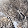 animal, cat, close_up, cozy, cute, domestic, face, feline, fur, mammal, natural_light, nose, peaceful, pet, resting, serene, sleeping, soft, texture, whiskers