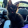 Mowgli Omalley joined the competition — help win amazing prizes! kitten, cat, black_cat, fluffy, sitting, tongue_out, wide_eyes, whiskers, ears, fur, pet, animal, car, steering_wheel, volkswagen, vehicle_interior, sunlight, denim, blanket, portrait