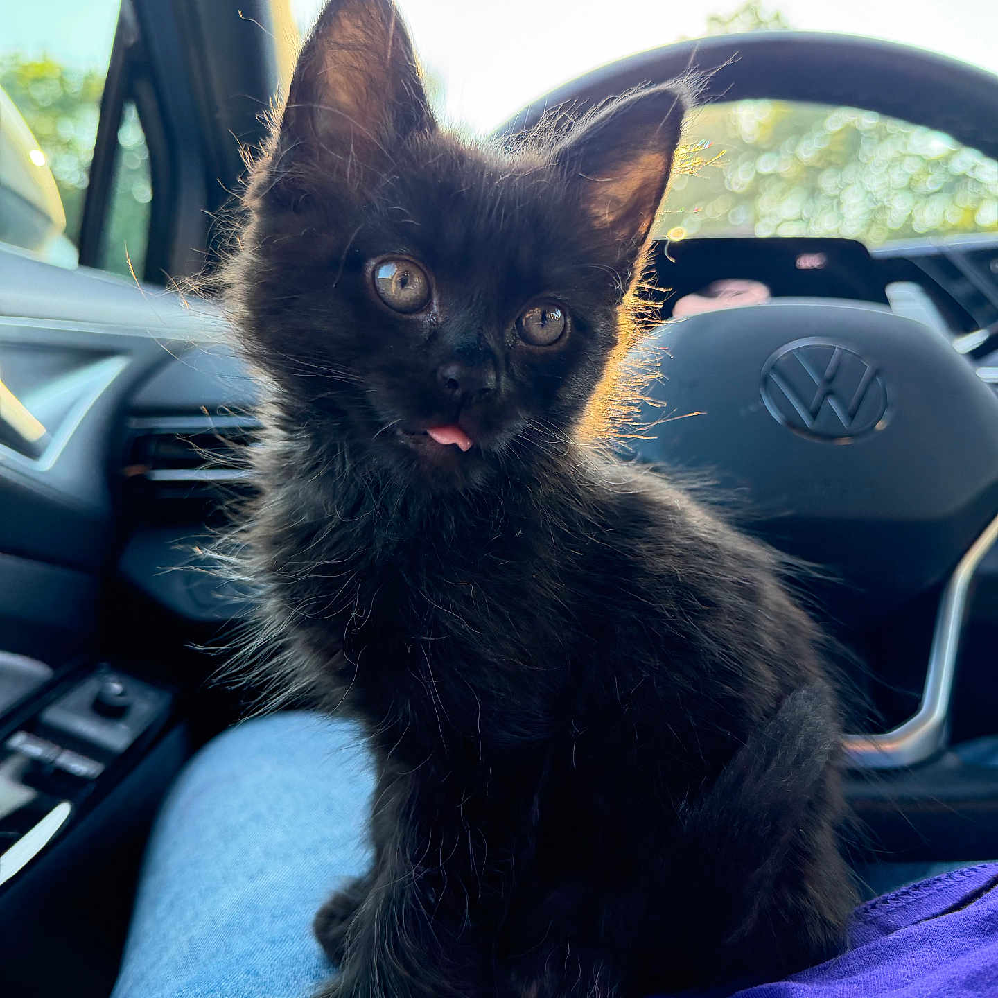 Mowgli Omalley