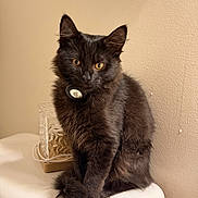 Mowgli Omalley joined the competition — help win amazing prizes! black_cat, kitten, cat, furry, fluffy, golden_eyes, sitting, portrait, pet, animal, collar, tag, bathroom, toilet, toilet_tank, indoor, beige_wall, white_surface, warm_lighting, photography