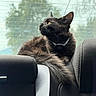 Mowgli Omalley is registered to the contest to win money with this photo: cat, black_cat, long_hair, feline, animal, pet, sitting, lounging, car, car_seat, window, outdoor_view, whiskers, ears, yellow_eyes, collar, tag, fur, portrait, indoor