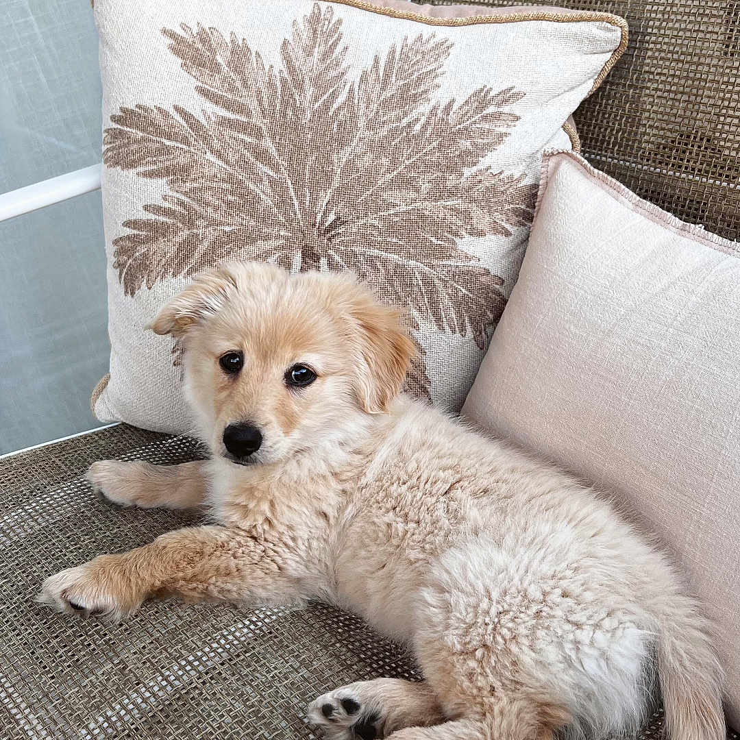 Louki a rejoint le concours — aidez-le/la à gagner de superbes lots ! puppy, dog, pet, cute, fluffy, lying_down, chair, pillow, decorative_pillow, indoor, curious, animal, canine, relaxed, furniture, brown, beige, tail, paw, young_dog