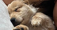 Louki a rejoint le concours — aidez-le/la à gagner de superbes lots ! puppy, dog, sleeping, cute, fluffy, golden_retriever, pet, cozy, blanket, soft, fur, paw, closeup, domestic_animal, resting, adorable, young_dog, relaxation, cuddle, watch