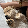 puppy, dog, sleeping, cute, fluffy, golden_retriever, pet, cozy, blanket, soft, fur, paw, closeup, domestic_animal, resting, adorable, young_dog, relaxation, cuddle, watch