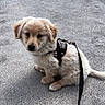 Louki participe au concours pour gagner de l'argent avec cette photo : puppy, dog, leash, harness, concrete, outdoor, pet, young, cute, sitting, fur, animal, adorable, looking, small, friendly, domestic_animal, canine, companion, curious