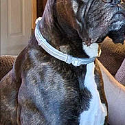 Cole is registered to the contest to win money with this photo: animal, boxer, brown, canine, close_up, collar, companion, couch, dog, domestic, ears, fur, furniture, household, indoor, looking_away, pet, portrait, sitting, white_chest