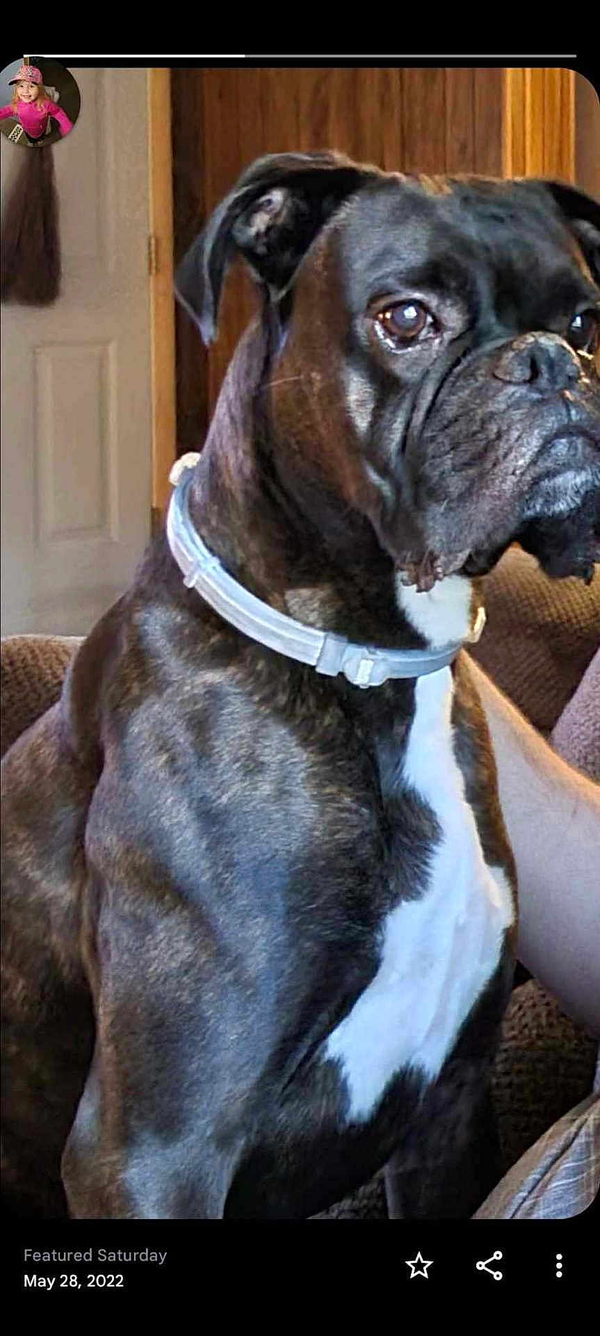 Cole is registered to the contest to win money with this photo: animal, boxer, brown, canine, close_up, collar, companion, couch, dog, domestic, ears, fur, furniture, household, indoor, looking_away, pet, portrait, sitting, white_chest