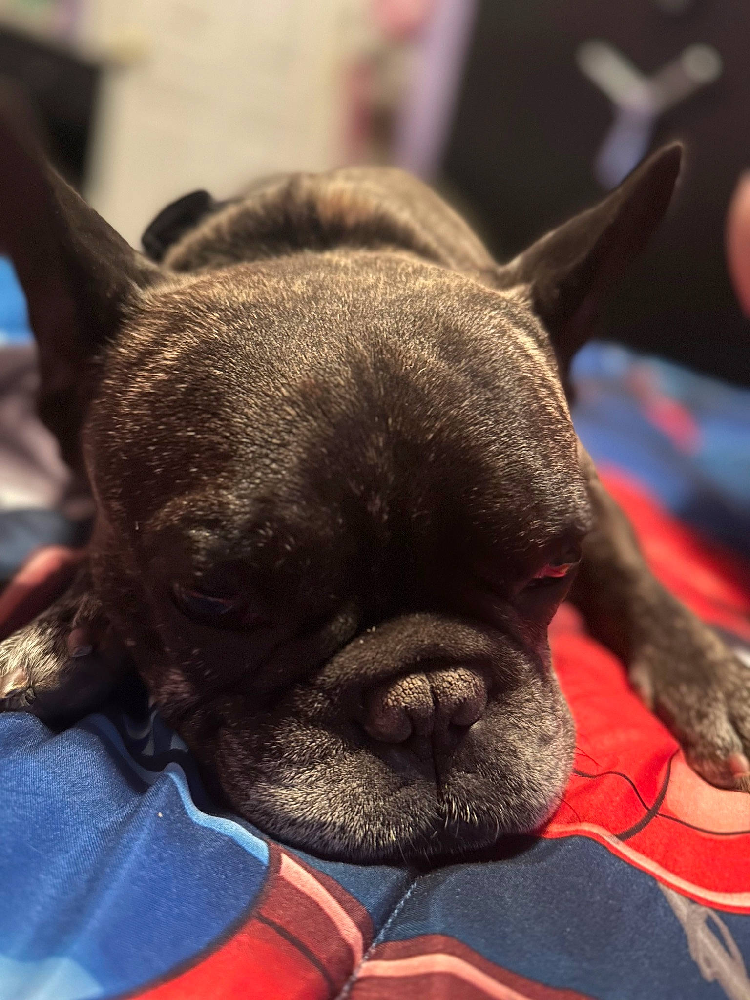 Mr. Pickles joined the competition — help win amazing prizes! bulldog, canidae, carnivore, close_up, collar, comfort, companion_dog, dog, dog_breed, ear, fawn, french_bulldog, mammal, snout, sporting_group, terrestrial_animal, toy_dog, whiskers, working_animal, wrinkle