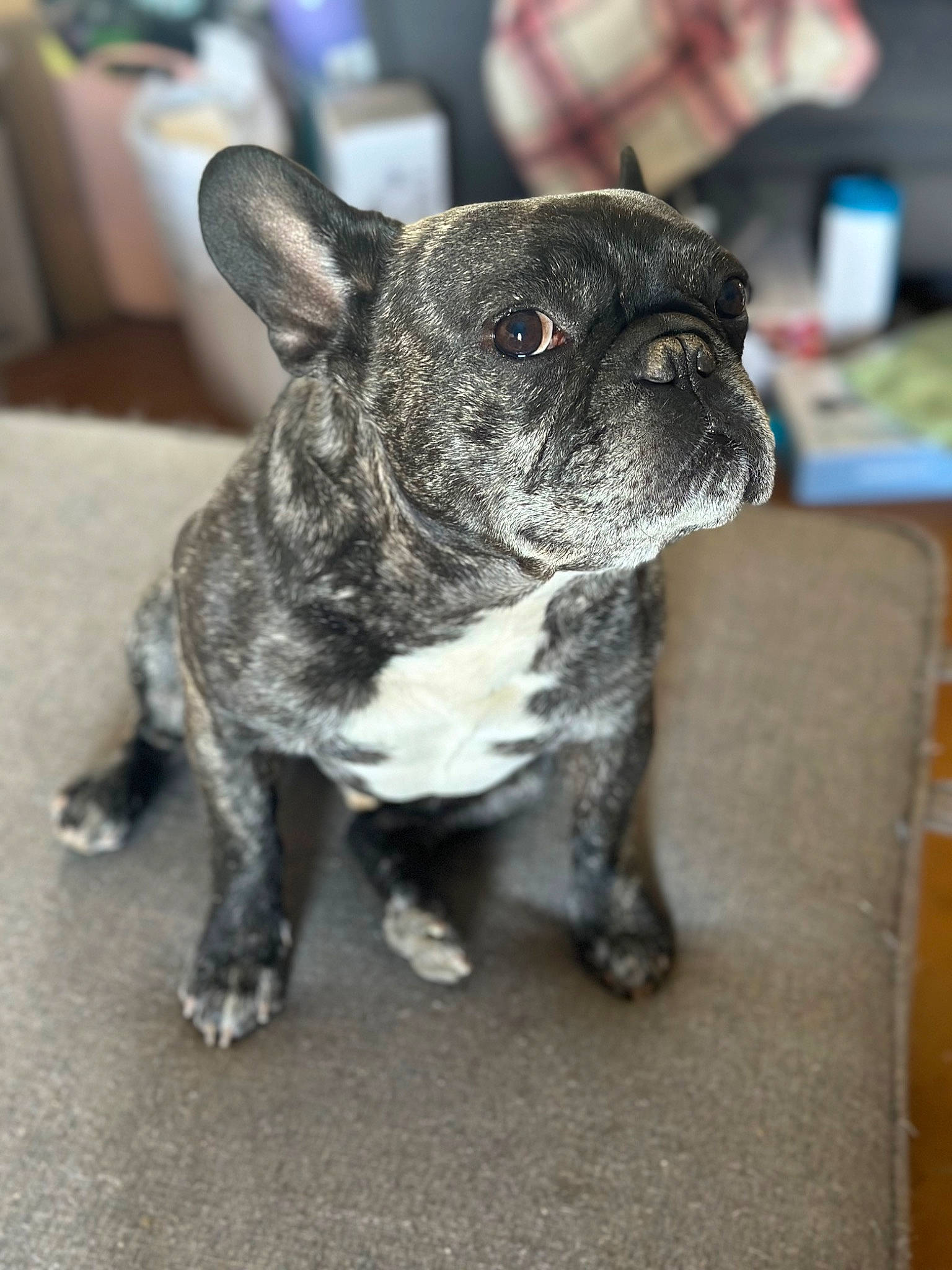 Mr. Pickles joined the competition — help win amazing prizes! bulldog, canidae, carnivore, companion_dog, dog, dog_breed, ear, event, fawn, french_bulldog, fur, molosser, non_sporting_group, snout, sporting_group, terrestrial_animal, toy_dog, whiskers, working_animal, wrinkle