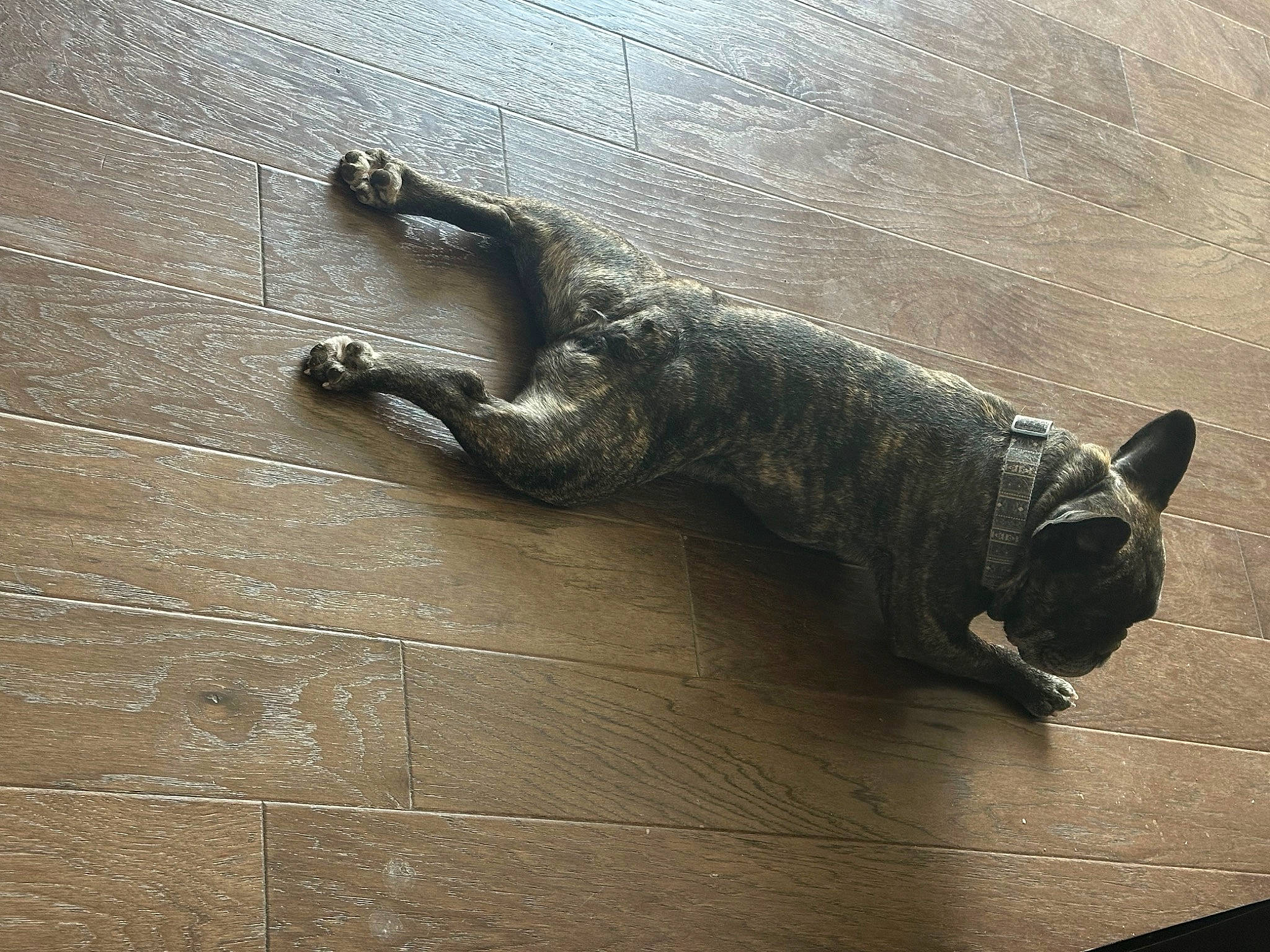 Mr. Pickles is registered to the contest to win money with this photo: art, carnivore, cat, claw, domestic_short_haired_cat, felidae, flooring, grey, hardwood, metal, reptile, sculpture, small_to_medium_sized_cats, statue, tail, terrestrial_animal, visual_arts, wood